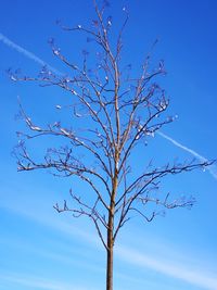 Low angle view of bare tree against blue sky