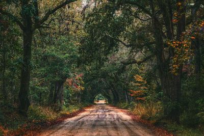 Road amidst trees in forest