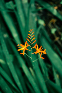 Close-up of yellow flowering plant