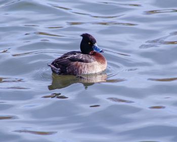 High angle view of duck swimming in lake