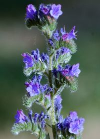 Close-up of purple flowers