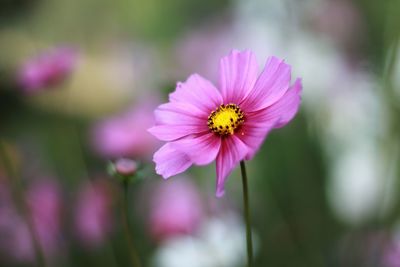 Close-up of pink cosmos blooming outdoors