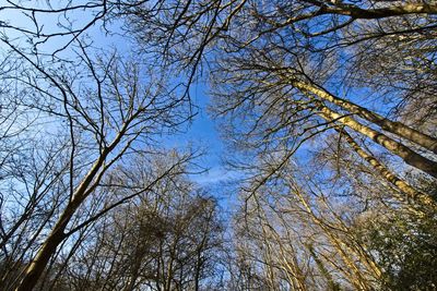 Low angle view of trees against sky