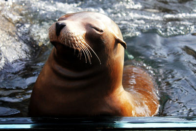 View of sea lion