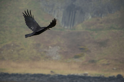 Close-up of eagle flying against sky