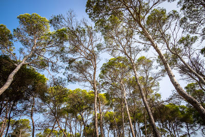 Low angle view of trees against sky