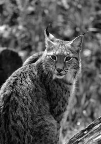 Close-up portrait of wildcat