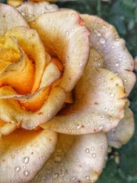 Close-up of wet rose flower