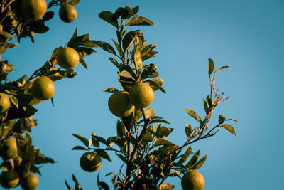 Wild lemons growing outdoors on tree