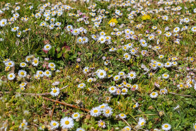 High angle view of flowering plants on field