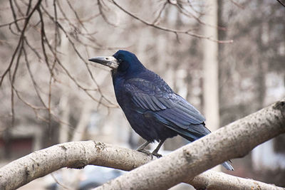 Low angle view of bird perching on branch