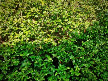 Close-up of green plants