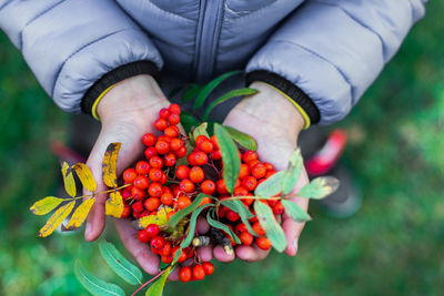 Boy's hands are holding a handful of ripe ashberry