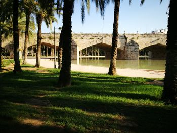 Trees in park