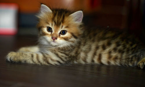 Close-up of kitten relaxing on floor