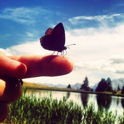 Cropped image of hand holding plant