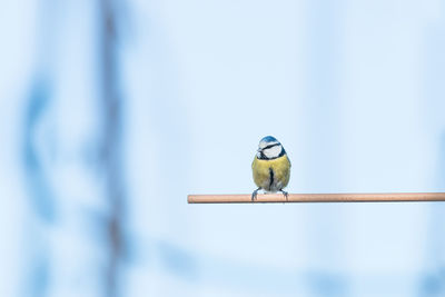 Close-up of bird perching on blue wall