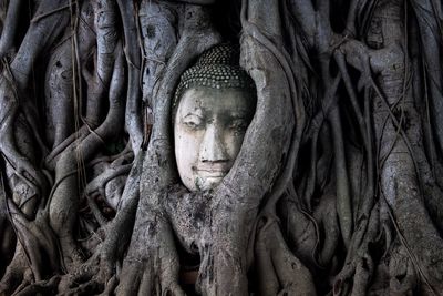 Statue of buddha in tree trunk