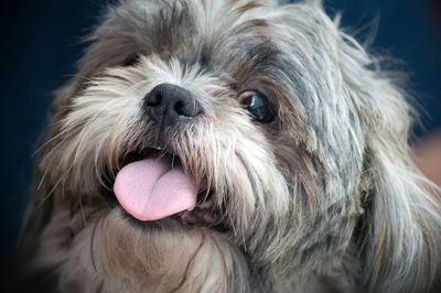 Close-up portrait of a dog