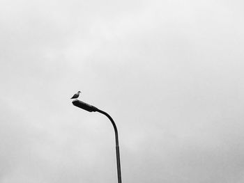 Low angle view of bird on street light