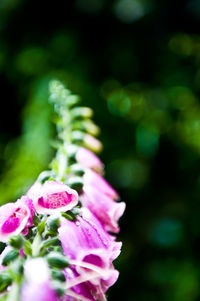 Close-up of pink flowers blooming outdoors