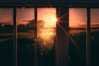 Sun shining through trees during sunset