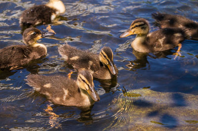 High angle view of ducklings swimming on lake