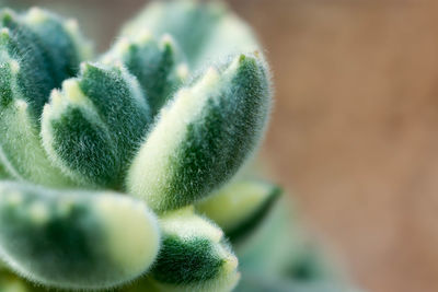 Close-up of succulent plant