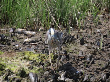 Bird perching on a field