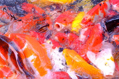 Close-up of koi carps swimming in water