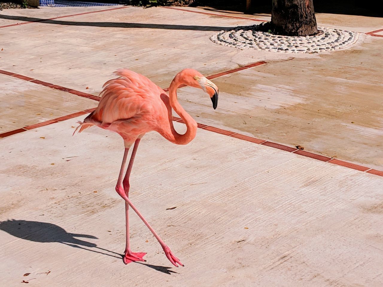 bird, animal themes, animal, flamingo, vertebrate, animals in the wild, animal wildlife, no people, day, group of animals, nature, wood - material, pink color, orange color, beak, red, outdoors, animal neck, high angle view, freshwater bird