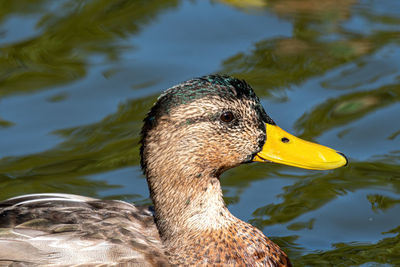 Close-up of duck swimming in lake