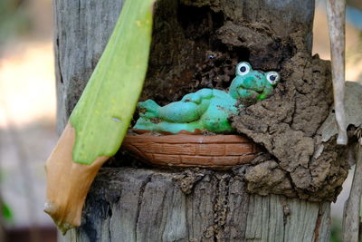 Close-up of frog on tree trunk