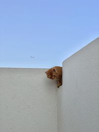 animal