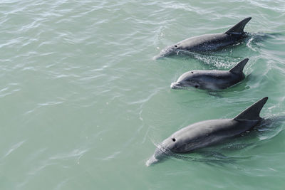 Dolphins swimming near surface