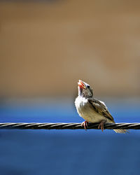 Newly born, hungry baby sparrow barely balancing on wire expecting food from parents.