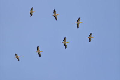 Low angle view of birds flying against clear blue sky