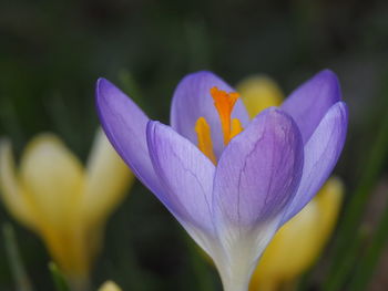 Close-up of purple crocus flower