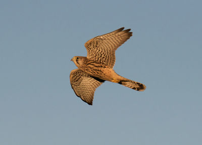 Low angle view of eagle flying against clear sky