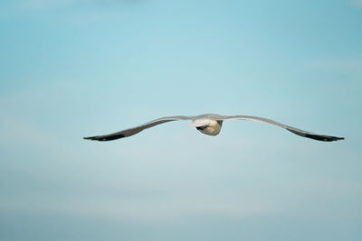 Seagull flying at clear sky