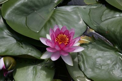 Close-up of lotus water lily in pond