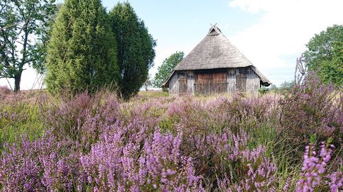 Plants growing on field by building against sky