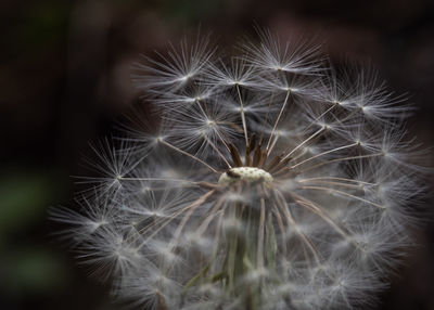 Close-up of dandelion against blurred background