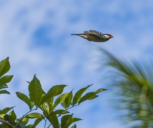 Low angle view of bird flying