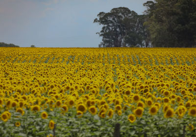 Scenic view of sunflower field against sky