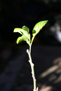 Close-up of plant growing outdoors