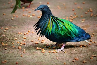 Close-up of a bird looking away