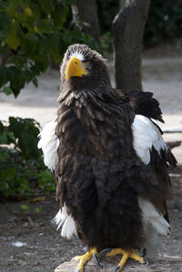 bird