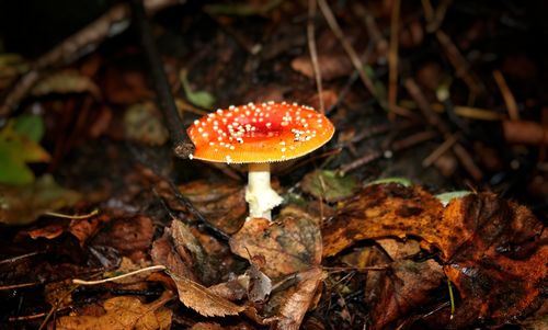 Close-up of fly agaric mushroom