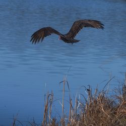 Bird flying over lake